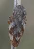 Philaenus spumarius